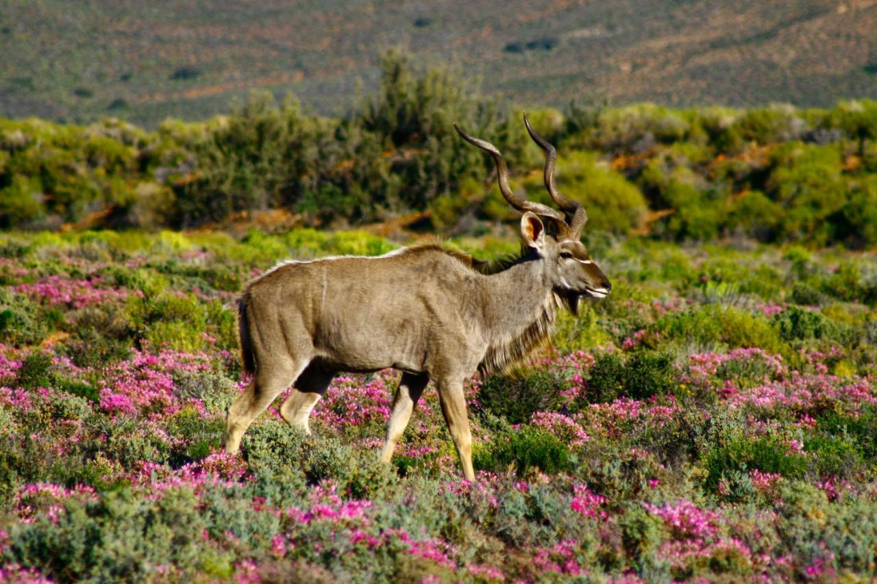 Inverdoorn Game Reserve Lodge Breede River Exterior foto